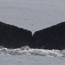 Fluke of HW-MN0520795