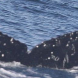 Fluke of HW-MN0520797