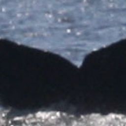Fluke of Polar
