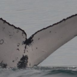 Fluke of FIBB-1BB163