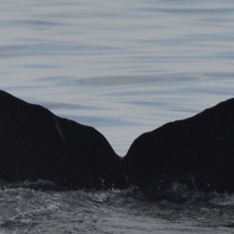 Fluke of CRC-19090