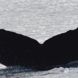 Fluke of Ocean