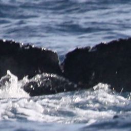 Fluke of CRC-22221
