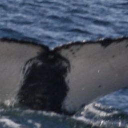 Fluke of HW-MN0520841