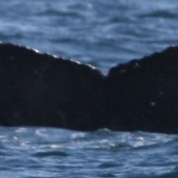 Fluke of CRC-22413