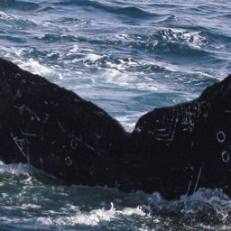 Fluke of HW-MN0520870