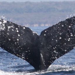 Fluke of CRC-22219