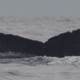 Fluke of CRC-18649