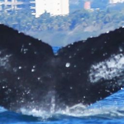 Fluke of HW-MN0520894
