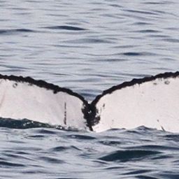 Fluke of CRC-18895