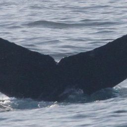 Fluke of CRC-20144