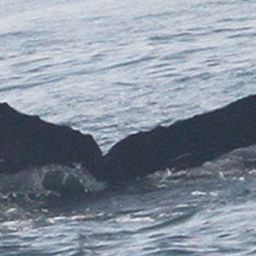Fluke of CRC-30080