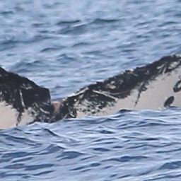 Fluke of HW-MN0520918