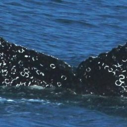 Fluke of CRC-22029
