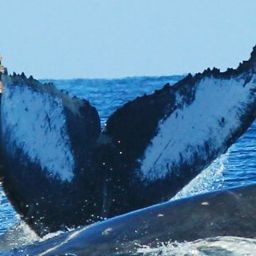 Fluke of HW-MN0520921