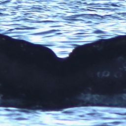 Fluke of CRC-18656