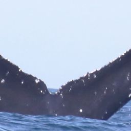 Fluke of HW-MN0520930