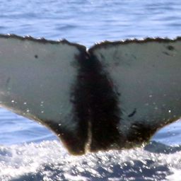 Fluke of CRC-21292