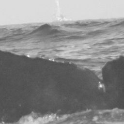 Fluke of CRC-10239