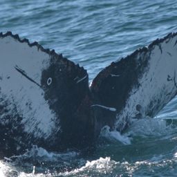 Fluke of CRC-23203