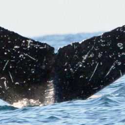 Fluke of HW-MN0520959