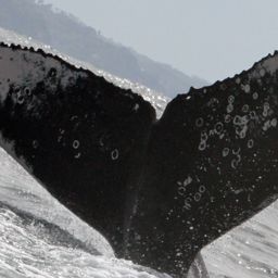 Fluke of HW-MN0520962