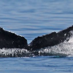 Fluke of CRC-23204