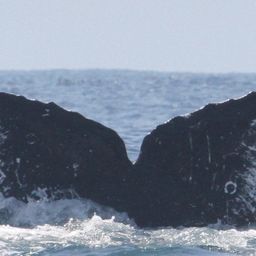 Fluke of HW-MN0520973