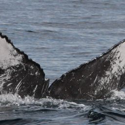 Fluke of CRC-30038