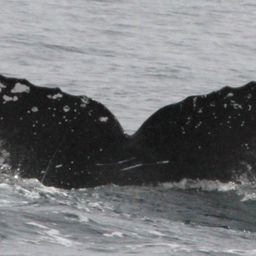 Fluke of CRC-19671