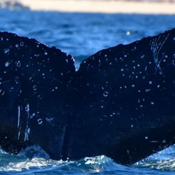 Fluke of UABCS-MN5-04R0362