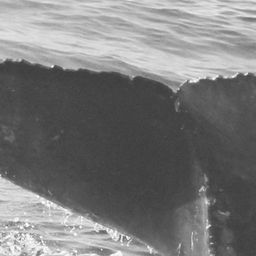 Fluke of CRC-15238