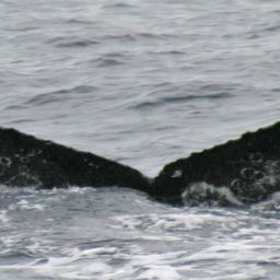 Fluke of HW-MN0520998