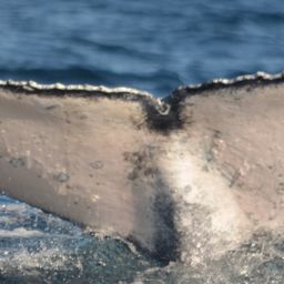 Fluke of HW-MN0521035
