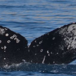 Fluke of CRC-19091
