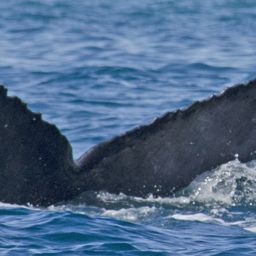 Fluke of HW-MN0521062