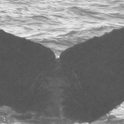 Fluke of CRC-11890