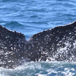Fluke of HW-MN0521067