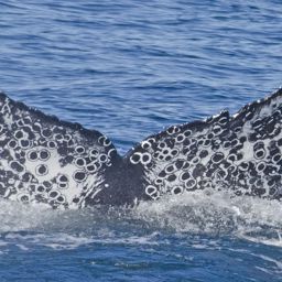 Fluke of HW-MN0521070