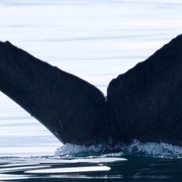 Fluke of CRC-11832
