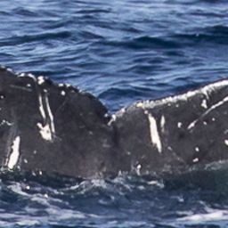 Fluke of HW-MN0521093