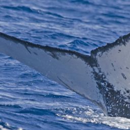 Fluke of HW-MN0521099