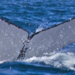 Fluke of CRC-19281