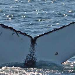 Fluke of HW-MN0521130