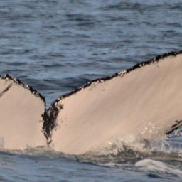 Fluke of FIBB-1BB214