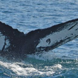 Fluke of HW-MN0521148
