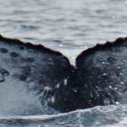 Fluke of HW-MN0521156