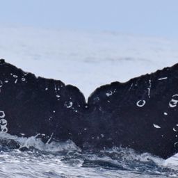 Fluke of HW-MN0521179