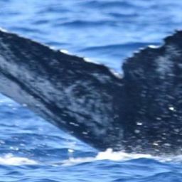 Fluke of HW-MN0521184