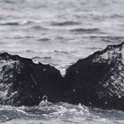 Fluke of CRC-22417
